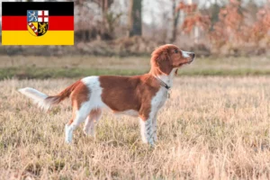 Lire la suite à propos de l’article Welsh Springer Spaniel éleveurs et chiots en Sarre