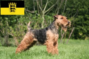 Lire la suite à propos de l’article Welsh Terrier éleveurs et chiots en Baden-Württemberg