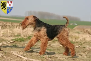 Lire la suite à propos de l’article Éleveurs de Welsh Terriers et chiots en Hauts-de-France