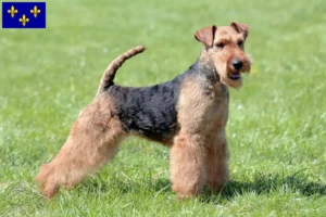 Lire la suite à propos de l’article Éleveurs de Welsh Terriers et chiots en Île-de-France