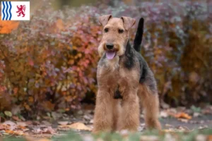 Lire la suite à propos de l’article Éleveurs de Welsh Terriers et chiots en Nouvelle-Aquitaine