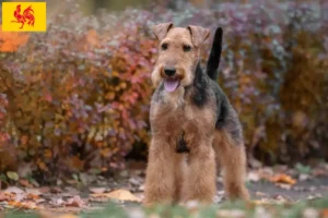 Lire la suite à propos de l’article Éleveurs de Welsh Terriers et chiots en Région Wallonne