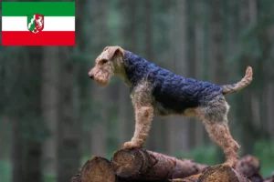 Lire la suite à propos de l’article Éleveurs de Welsh Terriers et chiots en Rhénanie du Nord-Westphalie