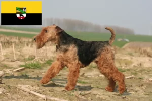 Lire la suite à propos de l’article Welsh Terrier éleveurs et chiots en Saxe-Anhalt
