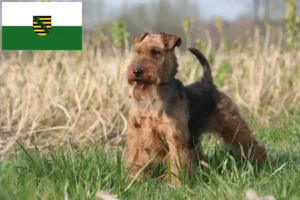 Lire la suite à propos de l’article Welsh Terrier éleveurs et chiots en Saxe