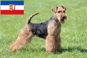 Lire la suite à propos de l’article Welsh Terrier éleveurs et chiots dans le Schleswig-Holstein