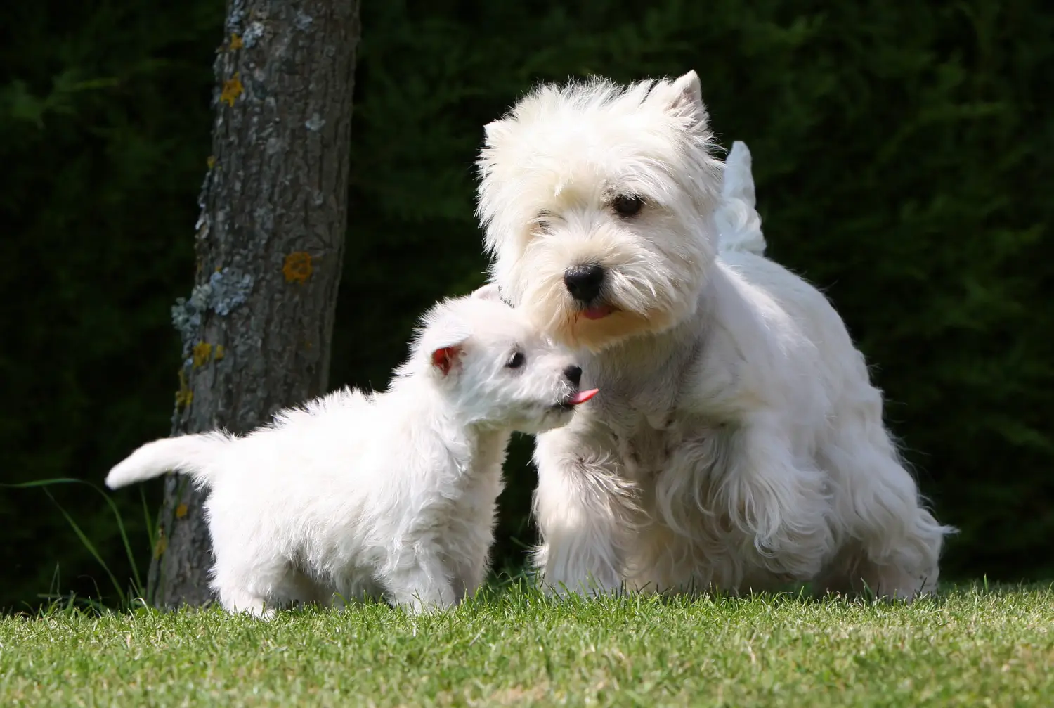 Acheter un chiot Westie, c'est prendre ses responsabilités ! Acheter un chiot Westie.