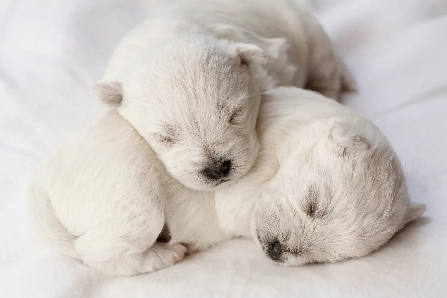Acheter un chiot Westie, c'est prendre ses responsabilités ! Acheter un chiot Westie.