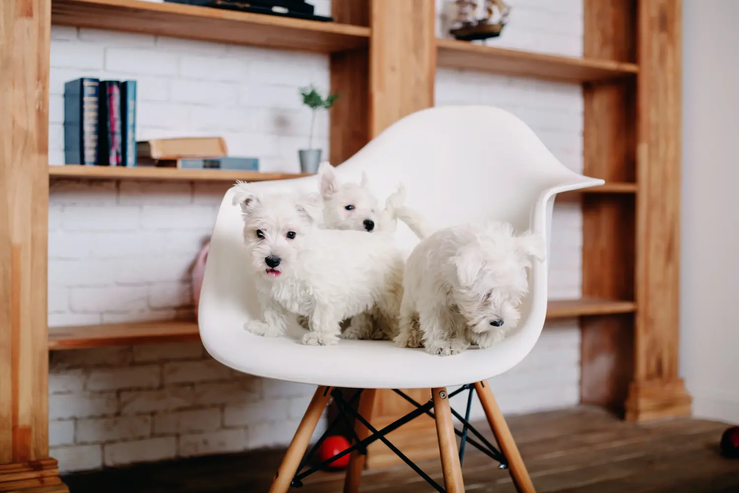 Acheter un chiot Westie, c'est prendre ses responsabilités ! Acheter un chiot Westie.