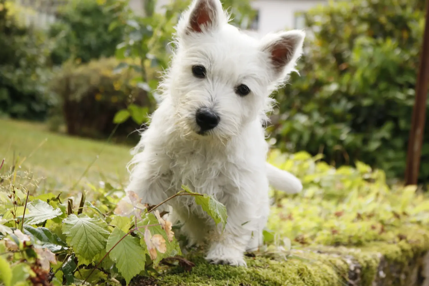 Acheter un chiot Westie, c'est prendre ses responsabilités ! Acheter un chiot Westie.