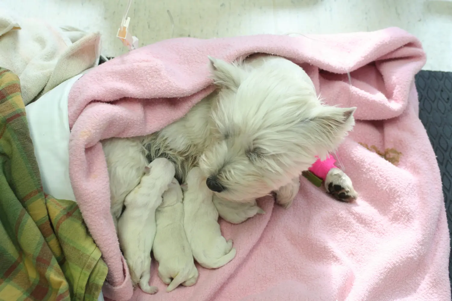 Acheter un chiot Westie, c'est prendre ses responsabilités ! Acheter un chiot Westie.