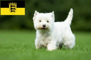 Lire la suite à propos de l’article Éleveurs de Westie et chiots en Baden-Württemberg