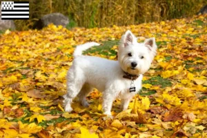 Lire la suite à propos de l’article Éleveurs de westies et chiots en Bretagne