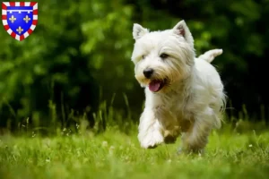 Lire la suite à propos de l’article Éleveurs de Westie et chiots en Centre-Val de Loire