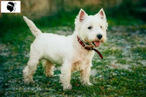 Lire la suite à propos de l’article Éleveurs de westies et chiots en Corse