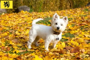 Lire la suite à propos de l’article Éleveurs de Westie et chiots en Flandre