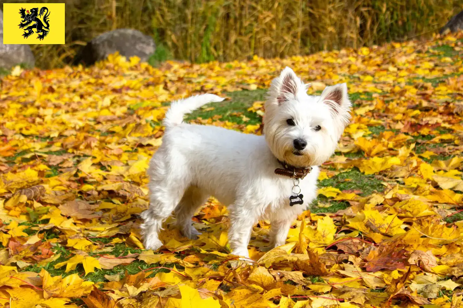 Westie chiots et éleveurs Flandre Ici, vous trouverez les éleveurs de Westies en Flandre.