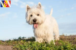Lire la suite à propos de l’article Éleveurs de westies et chiots en Grand Est