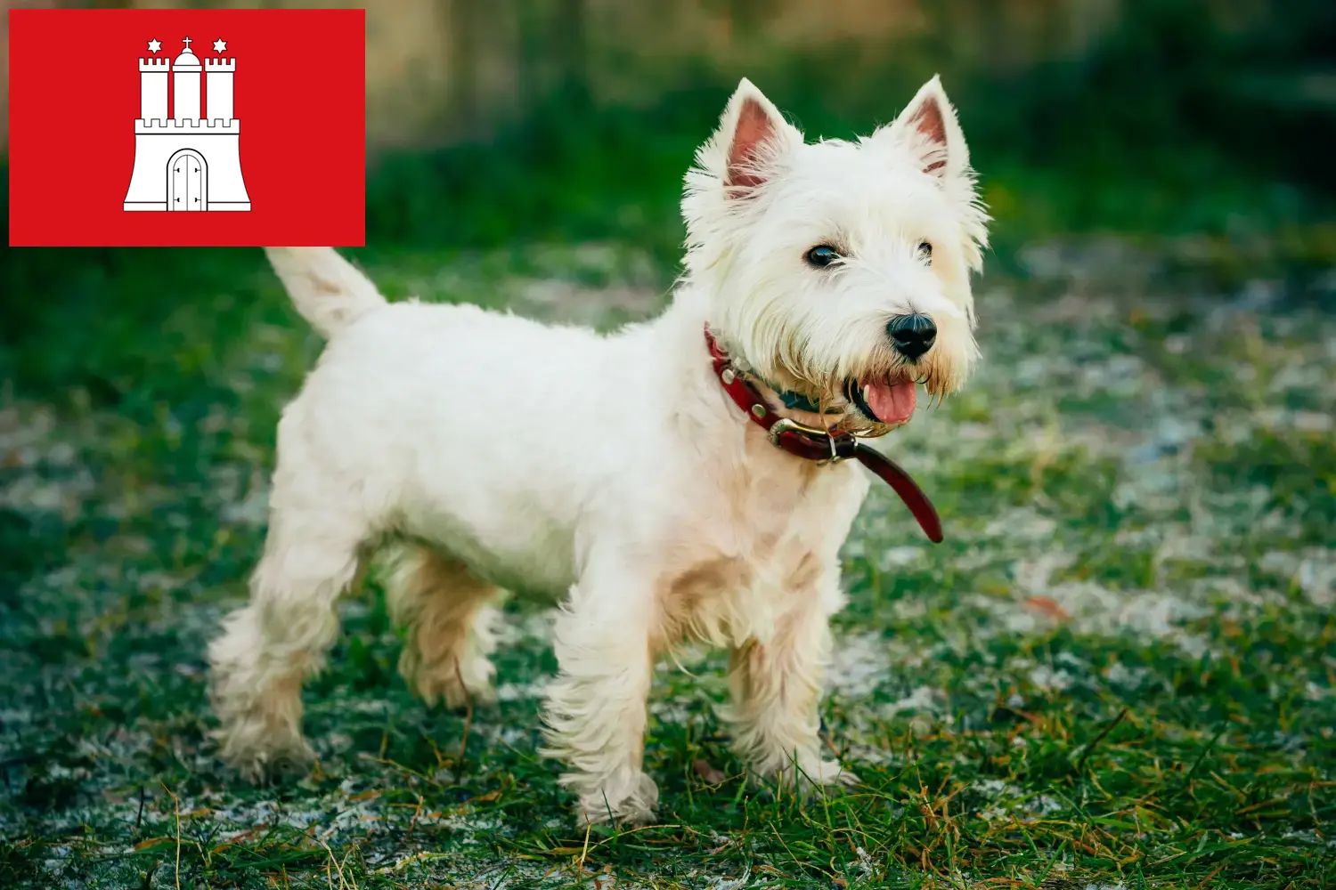 Westie chiots et éleveurs Hambourg Ici, tu trouveras des éleveurs de westies à Hambourg.