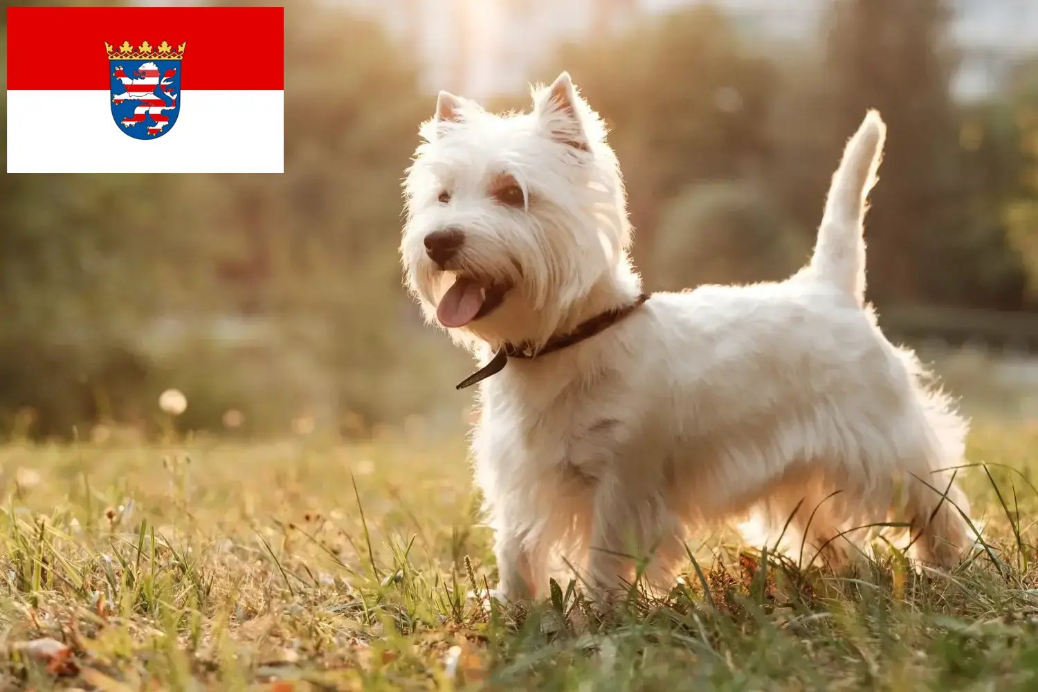 Westie chiots et éleveurs Hesse Ici tu trouves des éleveurs de Westies en Hesse.
