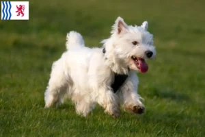 Lire la suite à propos de l’article Éleveurs de Westie et chiots en Nouvelle-Aquitaine