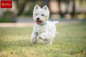 Lire la suite à propos de l’article Éleveurs de Westie et chiots en Occitanie