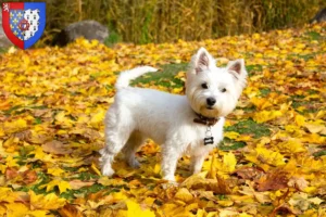 Lire la suite à propos de l’article Éleveurs de westies et chiots en Pays de la Loire