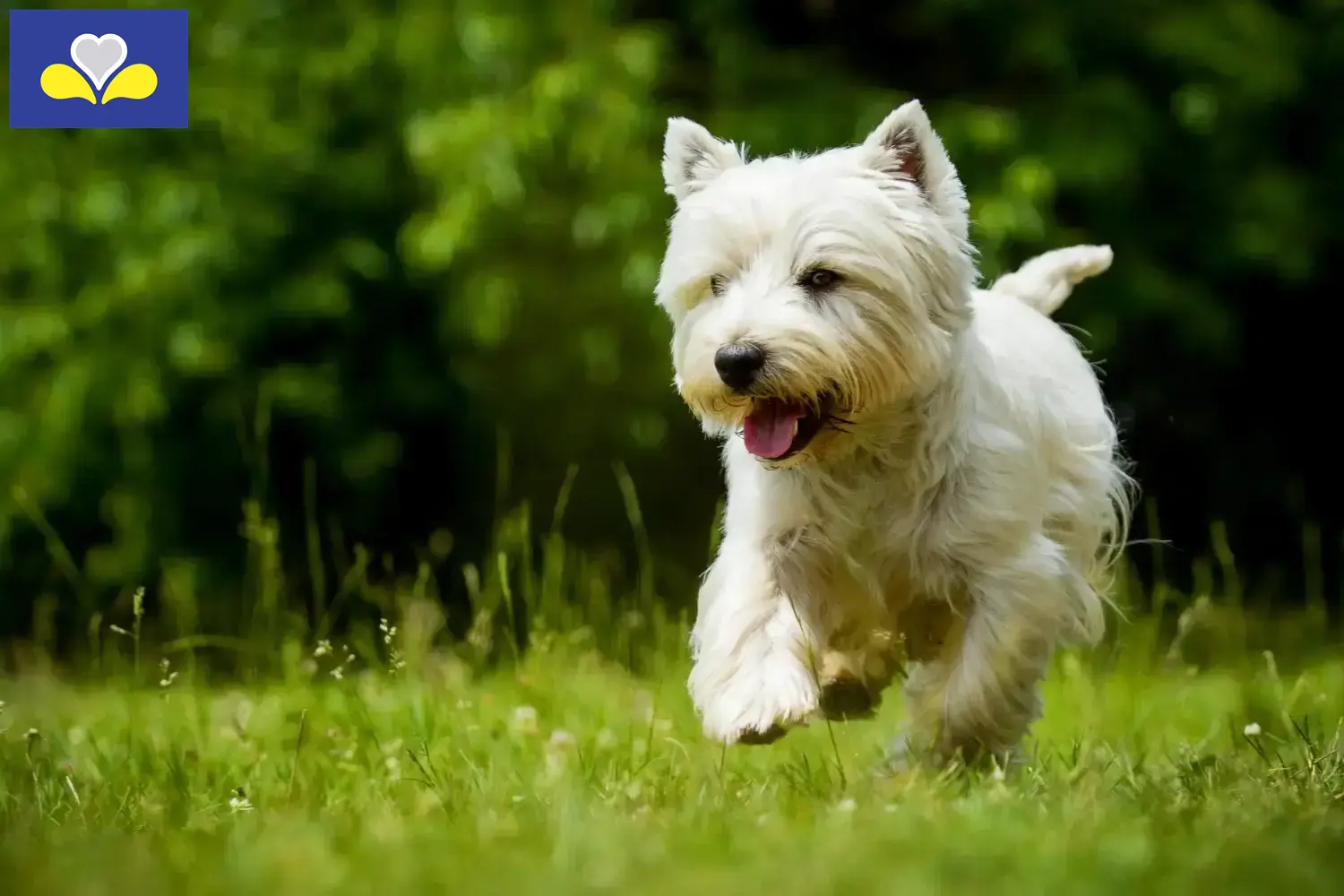 Westie chiots et éleveurs Région de Bruxelles-Capitale Ici vous trouverez les éleveurs de Westies en Région de Bruxelles-Capitale.