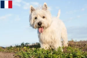 Lire la suite à propos de l’article Eleveurs de Westie et chiots à la Réunion