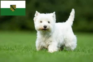 Lire la suite à propos de l’article Éleveurs de westies et chiots en Saxe