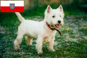 Lire la suite à propos de l’article Éleveurs de Westie et chiots en Thuringe