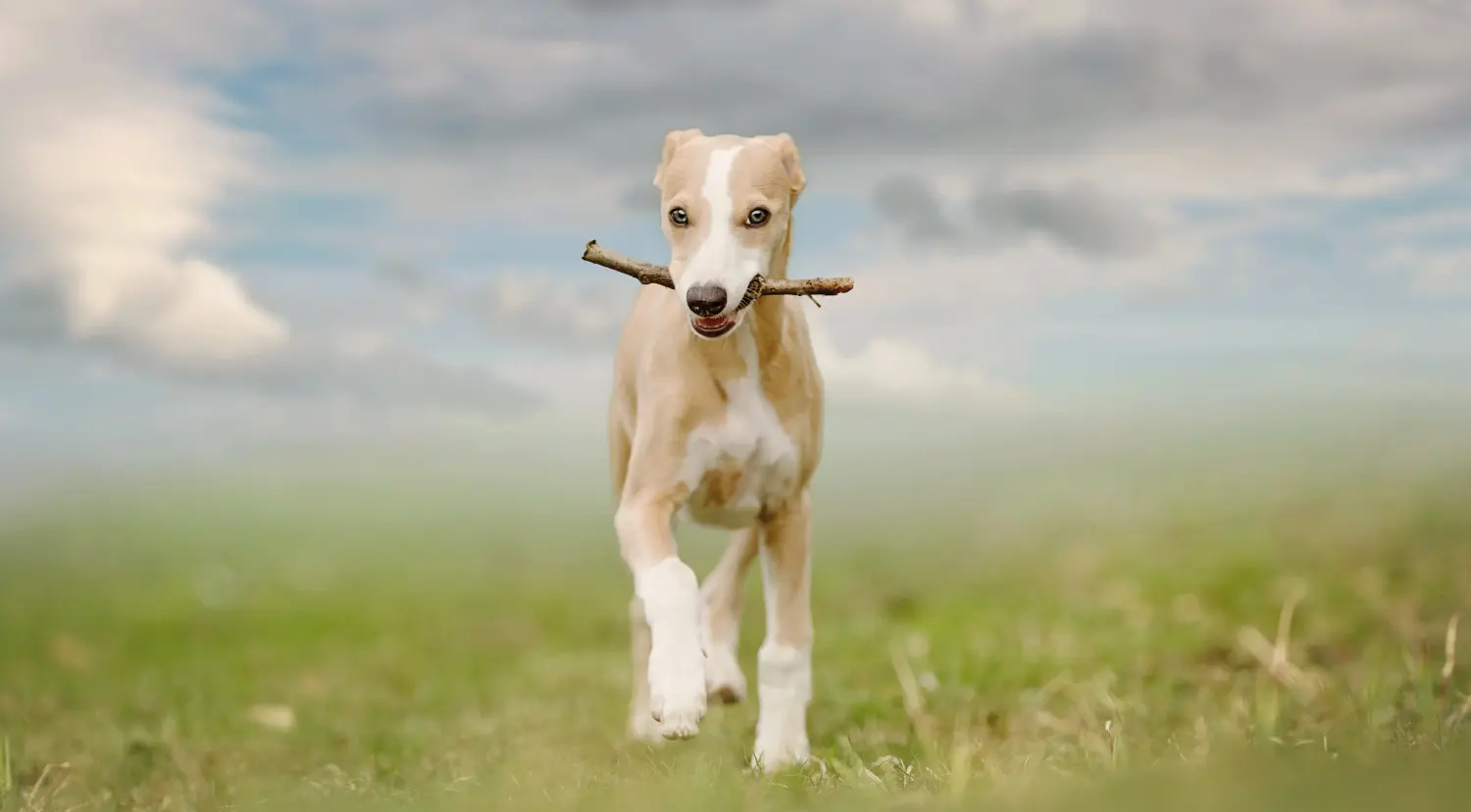 Acheter un chiot whippet, c'est prendre des responsabilités ! Acheter des chiots whippets.