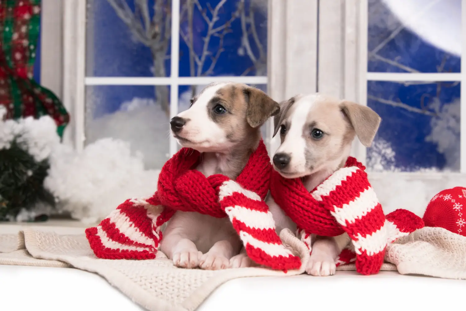 Acheter un chiot whippet, c'est prendre des responsabilités ! Acheter des chiots whippets.