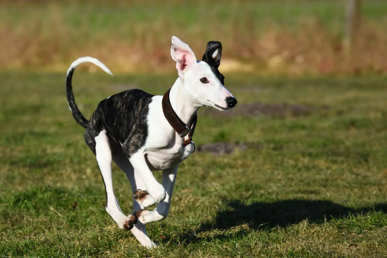 Acheter un chiot whippet, c'est prendre des responsabilités ! Acheter des chiots whippets.