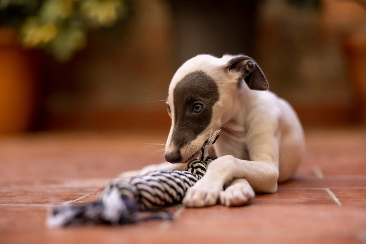 Acheter un chiot whippet, c'est prendre des responsabilités ! Acheter des chiots whippets.