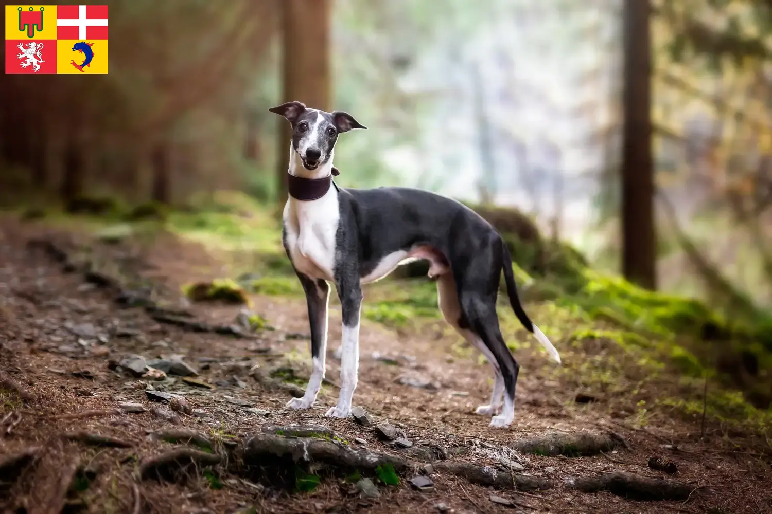 Whippet chiots et éleveurs Auvergne-Rhône-Alpes Ici tu trouves des éleveurs de Whippets en Auvergne-Rhône-Alpes.