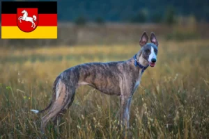 Lire la suite à propos de l’article Éleveurs de whippets et chiots en Basse-Saxe