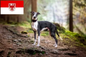 Lire la suite à propos de l’article Éleveurs de whippets et chiots dans le Brandebourg