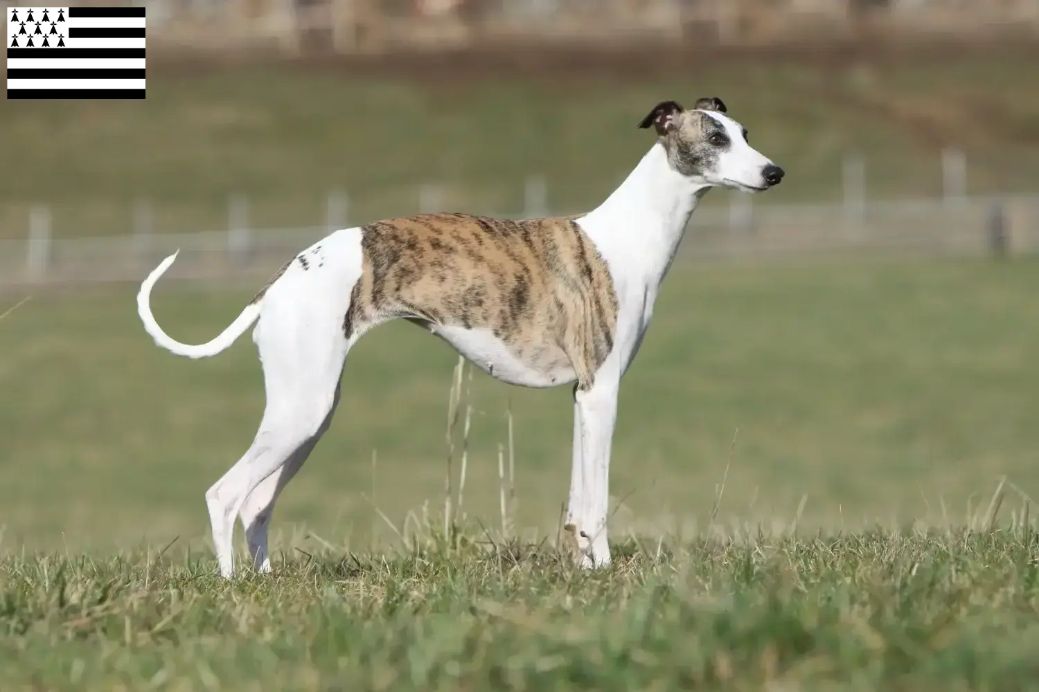 Whippet chiots et éleveurs Bretagne Ici vous trouverez des éleveurs de whippets en Bretagne .