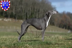 Lire la suite à propos de l’article Éleveurs de whippets et chiots en Centre-Val de Loire