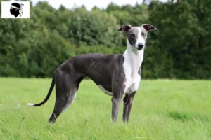 Lire la suite à propos de l’article Éleveurs de whippets et chiots en Corse