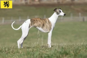 Lire la suite à propos de l’article Éleveurs de whippets et chiots en Flandre