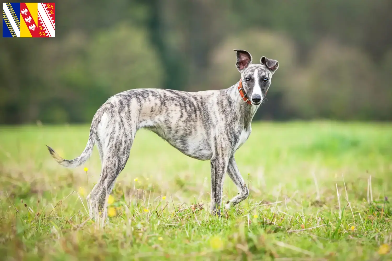 Whippet chiots et éleveurs Grand Est Ici vous trouverez des éleveurs de Whippets en Grand Est.