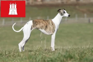 Lire la suite à propos de l’article Éleveurs de whippets et chiots à Hambourg