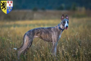 Lire la suite à propos de l’article Éleveurs de whippets et chiots en Hauts-de-France