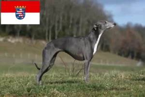 Lire la suite à propos de l’article Éleveurs de whippets et chiots en Hesse