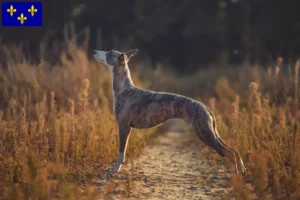 Lire la suite à propos de l’article Éleveurs de whippets et chiots en Île-de-France