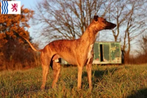 Lire la suite à propos de l’article Éleveurs de whippets et chiots en Nouvelle-Aquitaine