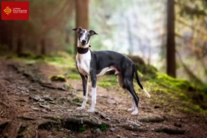Lire la suite à propos de l’article Éleveurs de whippets et chiots en Occitanie