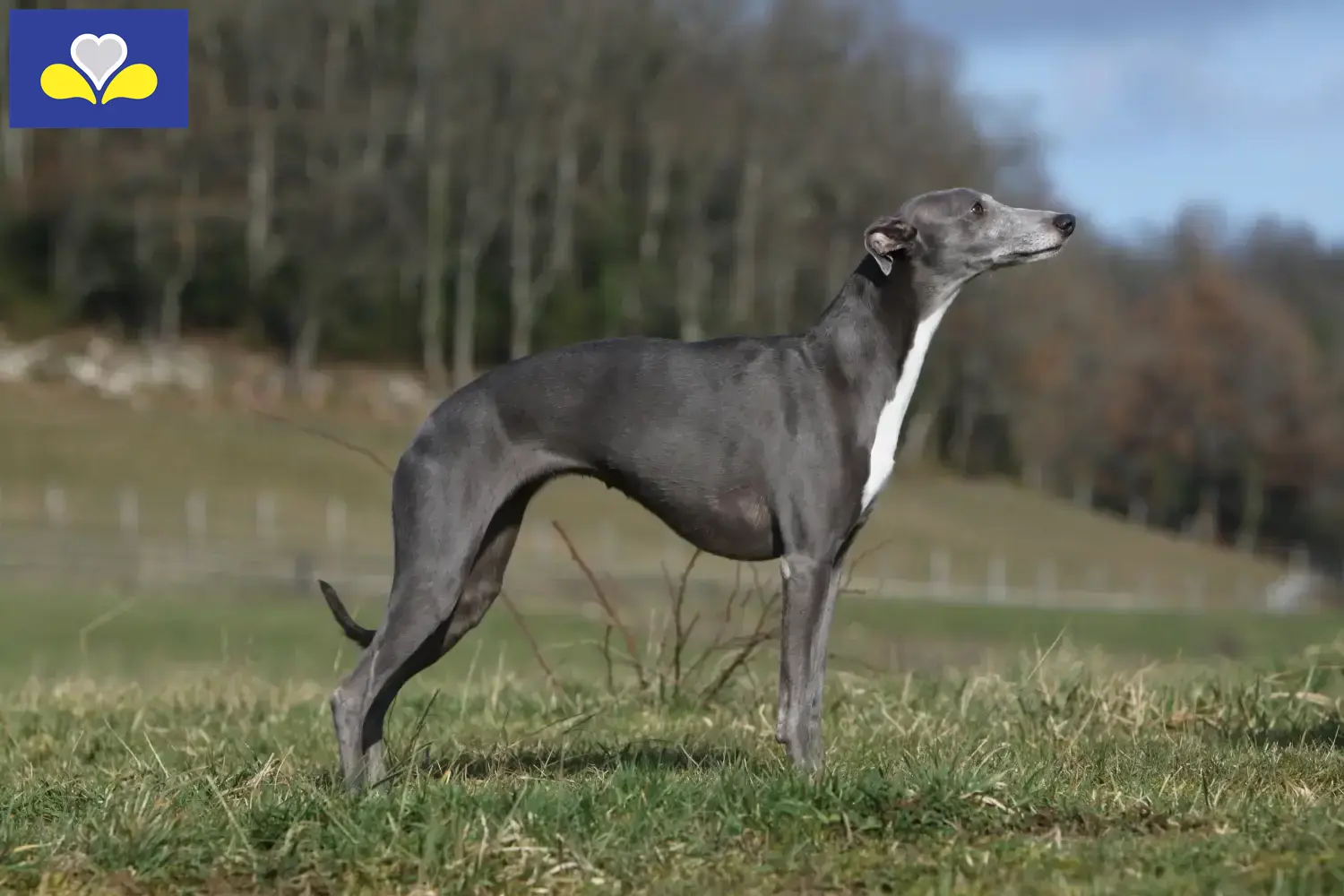 Whippet chiots et éleveurs Région de Bruxelles-Capitale Ici, vous trouverez des éleveurs de whippets en Région de Bruxelles-Capitale.